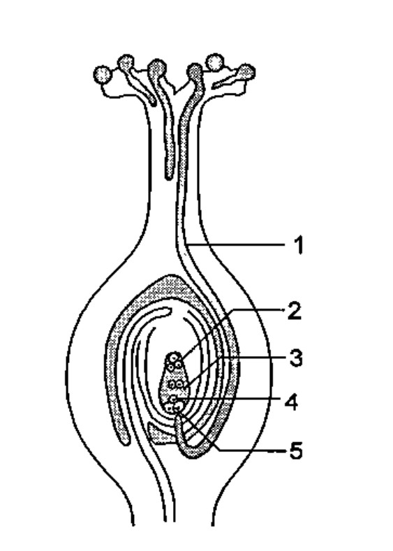 Consider the parts labelled in 1, 2, 3, 4, and 5 respectively in the following diagram of longtudinal section of flower showing growth of pollen tube and find out the correct sequence :