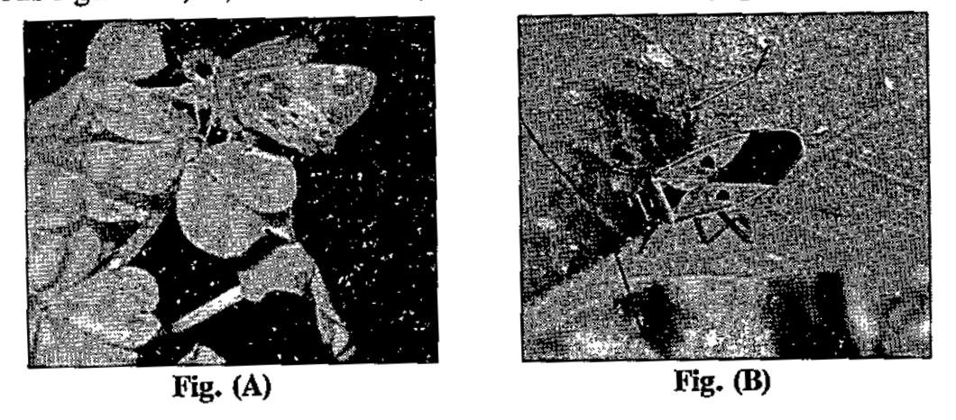 Observe the set of four figures A,B,C and D and answer the following questions. Name the organisms and their association in C.