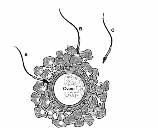 Given below is the diagram of a human ovum surrounded by a few sperms. Observe the diagram and answer the following questions. What is the role of zona pellucida in this process?