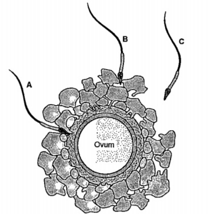 Given below is the diagram of a human ovum surrounded by a few sperms. Observe the diagram and answer the following questions. Specify the region of female reproductive system where the event was represented in the diagram takes place.