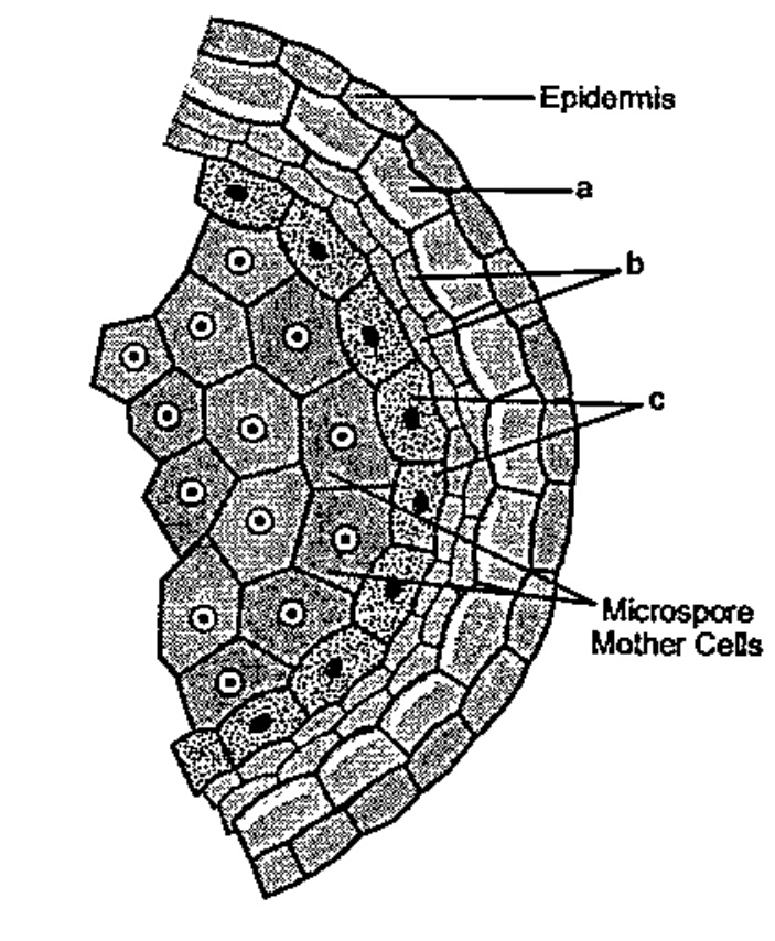 Given below is an enlarged view of one microsporangium of a mature anther.   Name a,b and c wall layers.