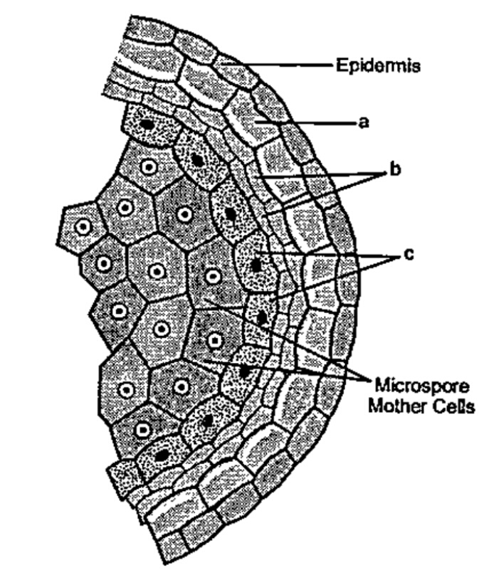 Given below is an enlarged view of one microsporangium of a mature anther.   Mention the characteristics and functions of the cells forming wall layer c.