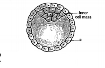 Study the figure and answer the questions. (c)Mention the fate of inner cell mass after implantation in the uterus.