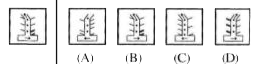 In each of the question there is a problem figure on the left side and on right side, there are 4 answer figures i.e., (A), (B), (C) and (D). Find out that figure which is exactly similar with the problem figure and the correct answer should be written in English letter in the given box in front of each question. For answering the question, separate attached answer book is provided.