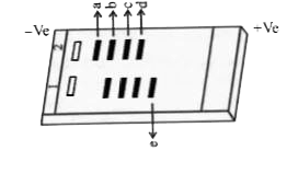 Diagram shows a typical agarose gel showing migration of DNA fragments .            a. Which of the bands has the largest and smallest DNA fragments ?     b. How  can you make fragments of DNA for electrophoresis  ?     c.  Explain separation of DNA fragments using electrophoresis.     d.  Point out a method  to visualize the separated  DNA fragments after electrophoresis .