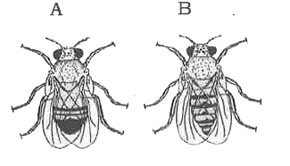 Which one of the following is male Drosophila?