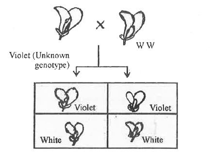To find out the unknown genotype of a violet flowered pea plant a researcher done the following cross. Observe the diagram and answer the following questions.         a. What would be the above cross called ?   b. Can you determine the unknown genotype of violet flowered parent by drawing Punnet swuare ?