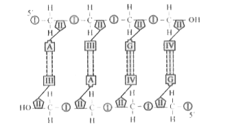 Diagram of a double stranded polynucleotide chain is shown below.          What do the numbers I, II, III and IV indicate?