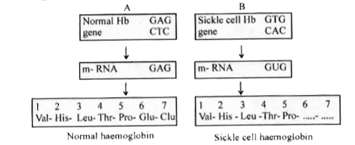 The flowcharts A and B given below represent the inheritance of normal haemoglobin and sickle cell haemoglobin.        a. Observe the flowchart A and complete the flowchart B.     b. Note down the genotype of a sickle cell anaemia patient and mention the symptom of the disease.     c. Mention the peculiarity of Hb^(A) Hb^S  phenotype.