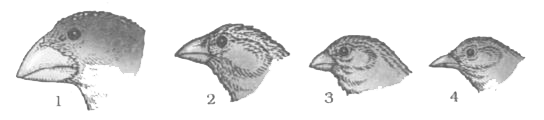 The above shown pictures are of a type of birds seen in the island near South America.   a. Identify the island.   b. What is the significance of these birds in evolution?