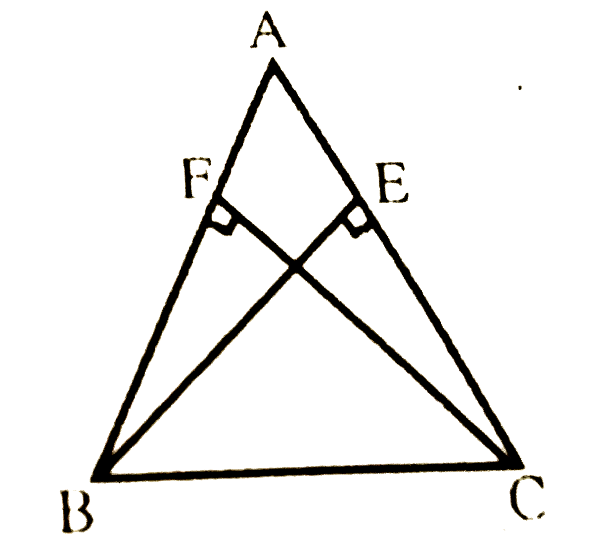 ABC एक समद्विबाहु त्रिभुज है, जिसमें बराबर भुजाओं AC और AB पर क्रमश: शीर्षलम्ब BE और CF खींचे गए हैं (देखिए आकृति) | दर्शाइए कि ये शीर्षलम्ब बराबर हैं |