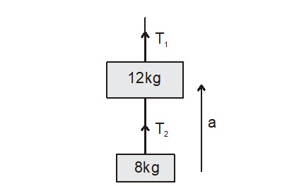 A body of mass 8 kg is hanging from another body of mass 12 kg. The co