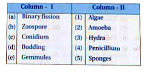Match the items of Column - I with Column - II and choose the correct option :