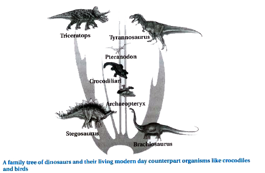 How does paleontology, comparative anatomy and morphology help in study of  evolution.
