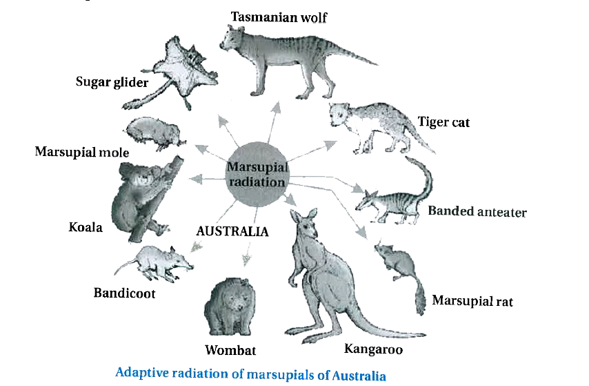 Marsupials Examples