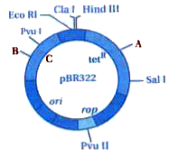 Name the regions marked A, B and C.