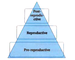 What type of human population is represented in the following pyramid ?