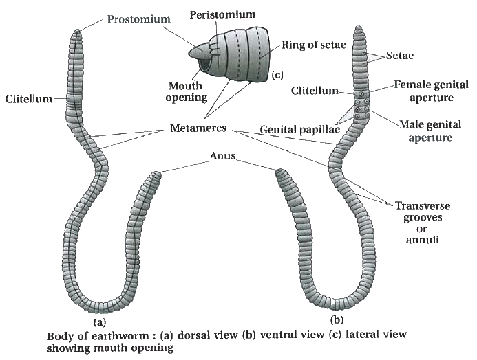 Gujrati Solution] Explain external structure of Earthworm with diagra