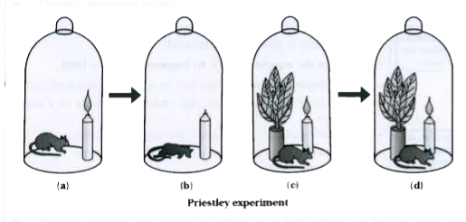 original bell jar experiment by joseph priestley