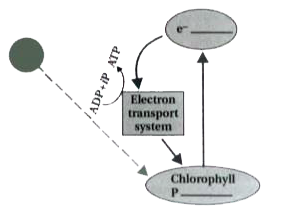 Complete the flow chart for cyclic photophosphorylation of the photosystem - I.