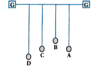 Four pendulums A, B, C and D are suspended from the same elastic support as shown in figure. A and C are of the same length, while B is smaller than A and D is larger them A. If A is given a transverse displacement,