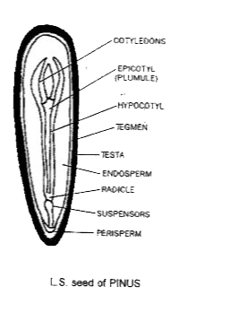 Describe the structure of Pinus seed.