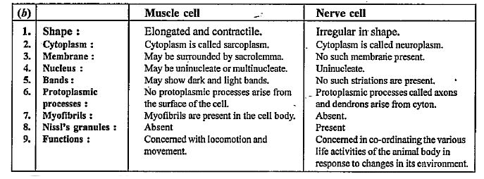 Differentiate between. : Muscle cell and nerve cell