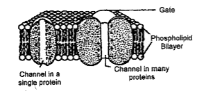 Describe different methods of transportation by membrane protein molec