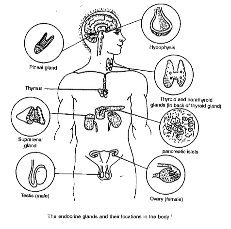 Q2. Diagrammatically indicate the location of the various endocrine glands in our body.- Assam Eduverse