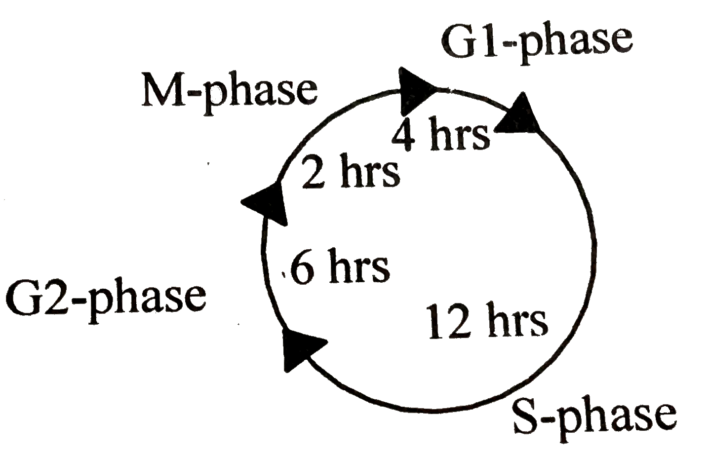 Following the cell cycle scheme given below, what is the probaility that a cell would  be in M-phase at  any given time ?