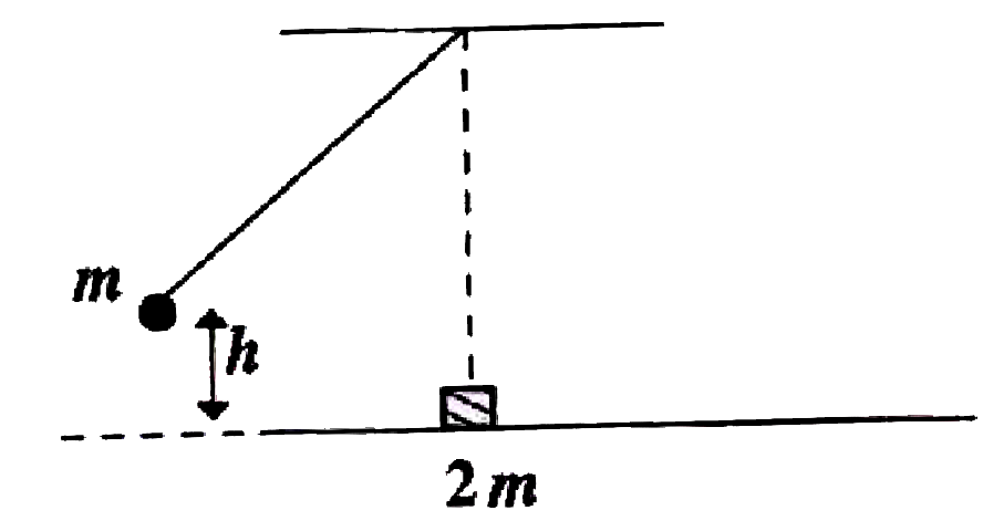 A ball of mass m suspended from a rigid support by an inextensible massless string is released from a height h  above its lowest point. At its lowest point it collides elastically with a block of mass 2m at rest on a frictionless  surface. Neglect the dimensions of the ball and the block. After the collision the ball rises to a maximum height  of–