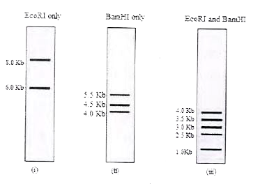 एक वैज्ञानिक ने चूहों के एक 8Kb जीन को 6 Kb आकार के एक संवाहक के Eco RI स्थान पर क्लोन किया। क्लोन किए गए जीन में कोई अन्य Eco RI स्थान नहीं है। इस डी. एन. ए. को प्रतिबंधित करने पर नीचे दर्शाये गए डी. एन. ए. के टुकड़े प्राप्त होते हैं।       Eco RI और Bam HI से प्रतिबंधन के बाद चित्र (iii) में दिखाये गए डी. एन. ए. के टुकड़ों में से कौन से टुकड़े जीन से प्राप्त होंगे? 

 A. 1 Kb और 4 Kb

 B. 1Kb और 2.5Kb

 C. 1Kb और 3Kb

 D. 1Kb और 3.5 Kb