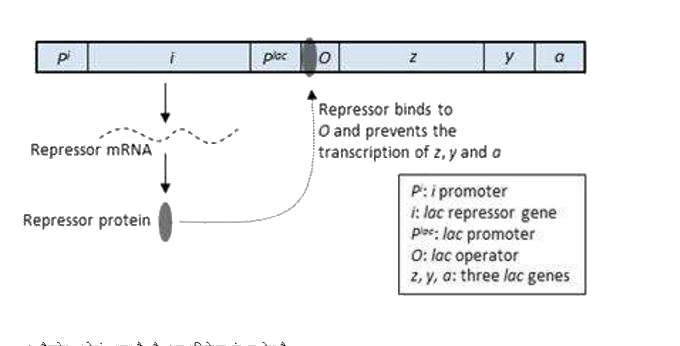 नीचे दर्शायी गयी रूपरेखा लैक्टोज़ की अनुपस्थिति मे लैक ऑपेरान की दशा की व्याख्या करती है. कोशिका में लैक्टोज़ की उपस्थिति होने पर निम्नलिखित में से क्या होगा?     A. लैक्टोज़ P से बंध जाता है और i का प्रतिलेखन बंद कर देता है
 B. 
लैक्टोज़, एलो-लैक्टोज़ में परिवर्तित हो जाता है जो 
P
T
(
l
a
c
)
 से बंधता है और से निरोधक (रिप्रेसर) को विस्थापित करता है
 C. 
लैक्टोज़, एलो-लैक्टोज़ में परिवर्तित हो जाता है जो निरोधक प्रोटीन से बंधता है और इसके Oसे अन्योन्यक्रिया (इंटरैक्शन) को बाधित करता है
 D. 
लैक्टोज़ lac ऑपेरान की दशा पर कोई प्रभाव नहीं डालता है