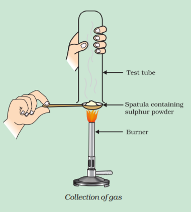 Pratyush took sulphur powder on a spatula and heated it. He collected the gas evolved by inverting a test tube over it, as shown in figure below.    (a) What will be the action of gas on    (i) dry litmus paper?   (ii) moist litmus paper?   (b) Write a balanced chemical equation for the reaction taking place.