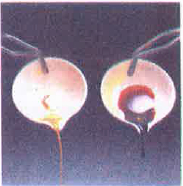 ocr_image