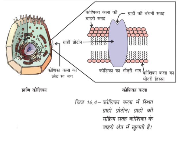 ocr_image