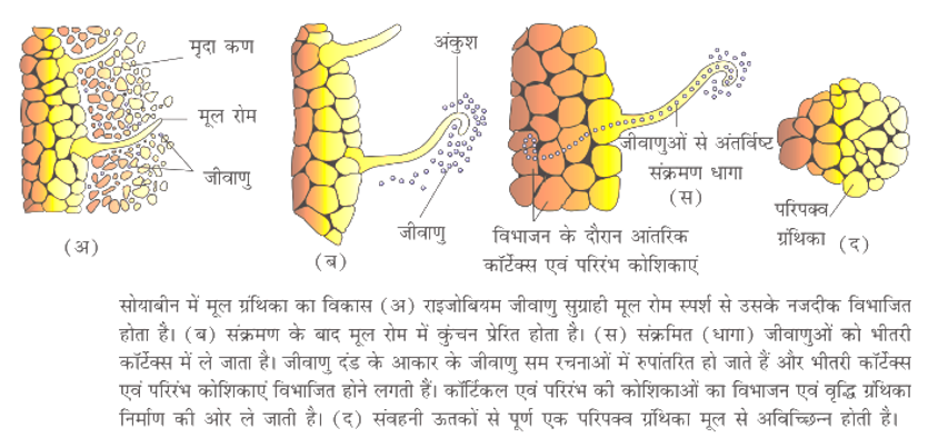 ocr_image