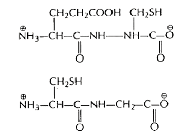 एक ट्राइपेप्टाइड (x) के आंशिक जल अपघटन पर दो डाइपेप्टाइड Cys-Gly तथा Glu-Cys प्राप्त होते हैं।      ट्राइपेप्टाइड को पहचानिए