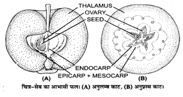 ocr_image