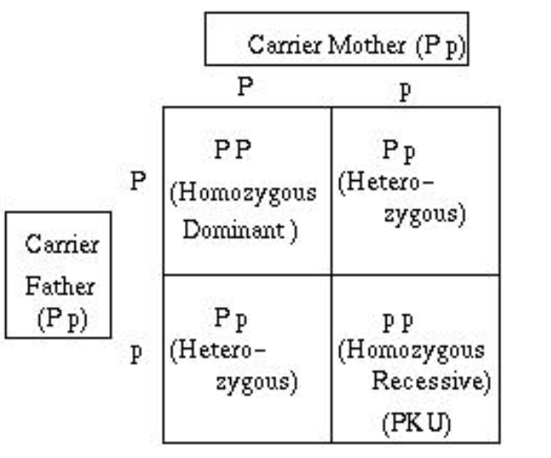 phenylketonuria punnett square