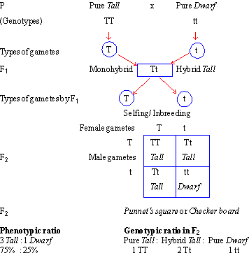 ocr_image