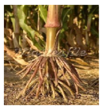 ocr_image