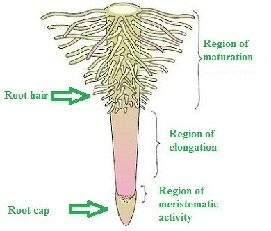 ocr_image
