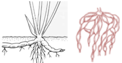 ocr_image