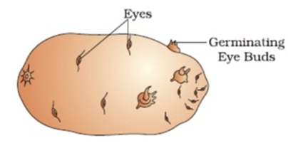 ocr_image