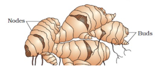 ocr_image