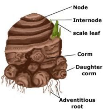 ocr_image