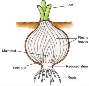 ocr_image