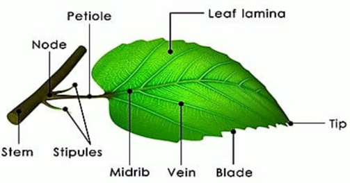ocr_image