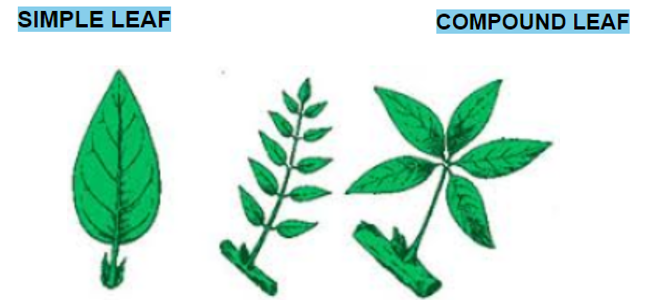 ocr_image
